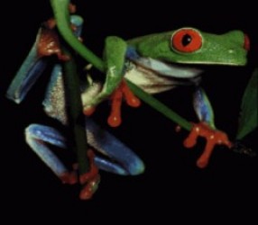 Test – Frog Picture (PD) Rom